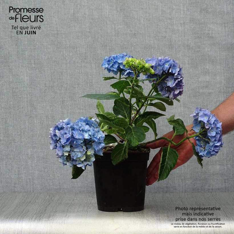 Exemplaar van Hydrangea macrophylla Renate Steiniger - Bolhortensia Pot van 2 l/3 l zoals geleverd in de zomer