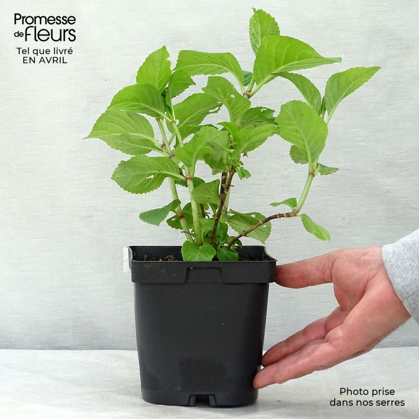 Exemplaar van Hydrangea macrophylla Rosita - Boerenhortensia Pot van 2 l/3 l zoals geleverd in de lente