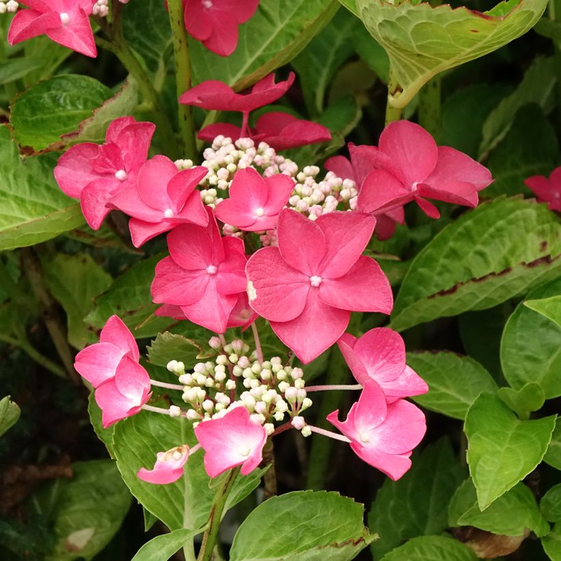 Hydrangea macrophylla Rotschwanz - Schermhortensia (Bloei)