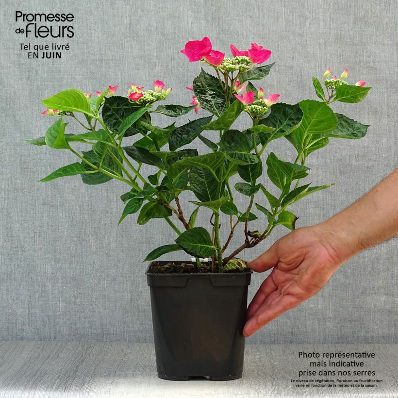 Exemplaar van Hydrangea macrophylla Rotschwanz - Schermhortensia Pot van 2 l/3 l zoals geleverd in de zomer