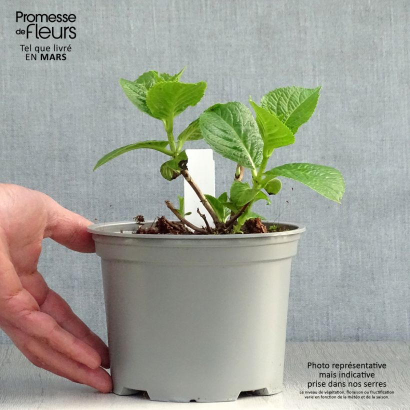 Exemplaar van Hydrangea macrophylla Rotschwanz - Schermhortensia Pot van 2 l/3 l zoals geleverd in de lente