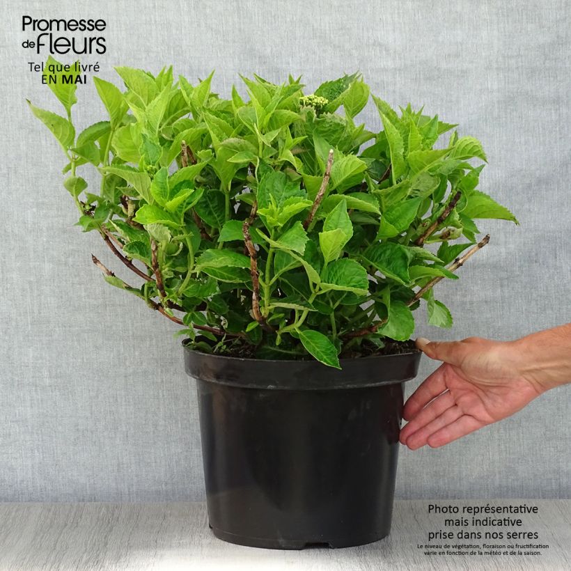 Exemplaar van Hydrangea macrophylla Rotschwanz - Schermhortensia Pot van 7,5 l/10 l zoals geleverd in de lente