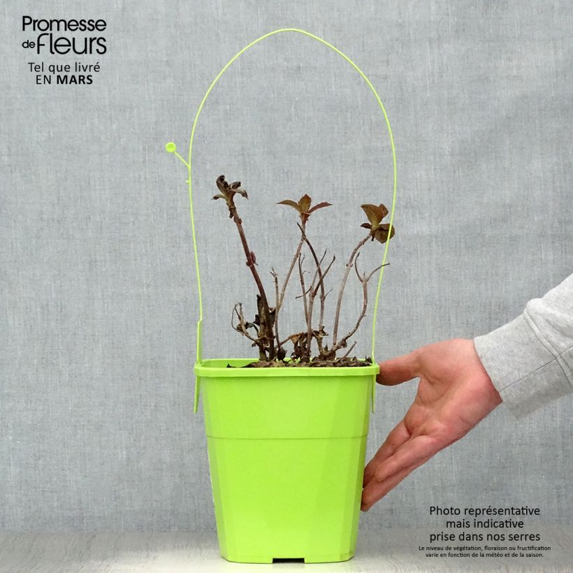 Exemplaar van Hydrangea macrophylla Salsa - Bolhortensia Pot van 4 l/5 l zoals geleverd in de lente