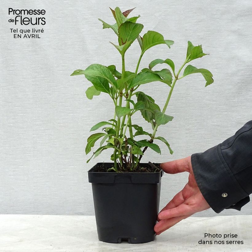 Example of Hydrangea macrophylla So Long Sunny - Bolhortensia Pot van 2 l/3 l as you get in printemps