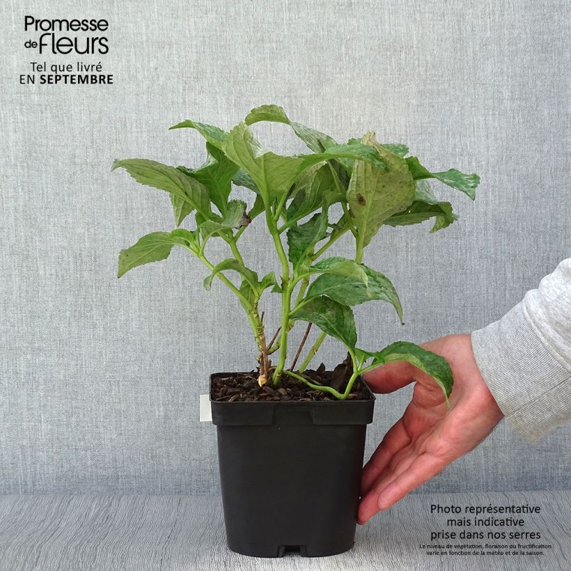 Exemplaar van Hydrangea macrophylla So Long Sunny - Bolhortensia Pot van 2 l/3 l zoals geleverd in de herfst