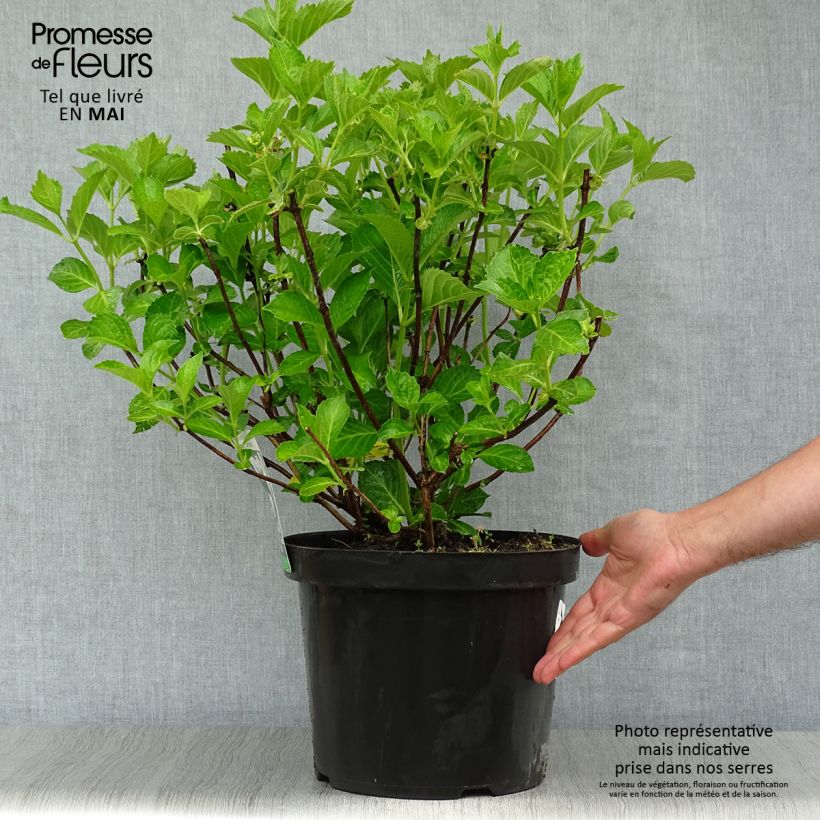 Example of Hydrangea macrophylla Soeur Thérèse - Bolhortensia Pot van 7,5 l/10 l as you get in printemps