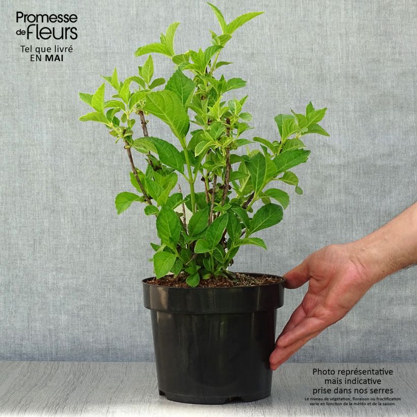 Example of Hydrangea macrophylla Soeur Thérèse - Bolhortensia Pot van 2 l/3 l as you get in printemps