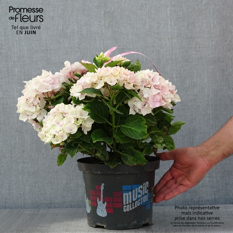 Exemplaar van Hydrangea macrophylla Soft Pink Salsa - Boerenhortensia Pot van 4 l/5 l zoals geleverd in de lente