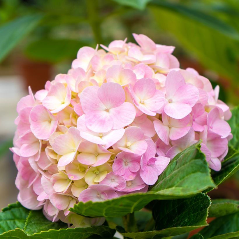 Hydrangea macrophylla Soft Pink Salsa - Boerenhortensia (Bloei)