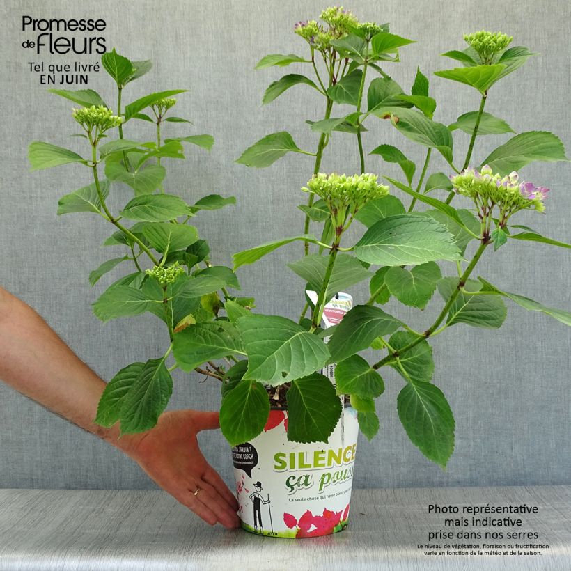 Exemplaar van Hydrangea macrophylla Star Gazer - Bolhortensia Pot van 4 l/5 l zoals geleverd in de zomer
