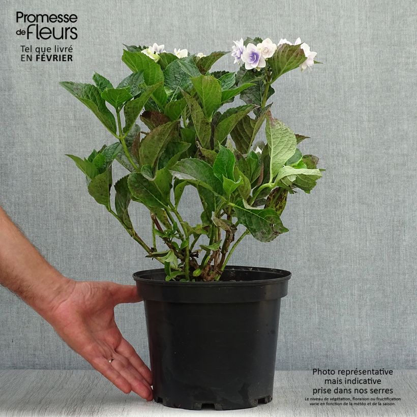 Exemplaar van Hydrangea macrophylla Stargazer - Bolhortensia Pot van 4 l/5 l zoals geleverd in de herfst