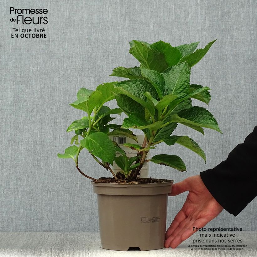 Exemplaar van Hydrangea macrophylla Teller Pink - Schermhortensia Pot van 2 l/3 l zoals geleverd in de herfst