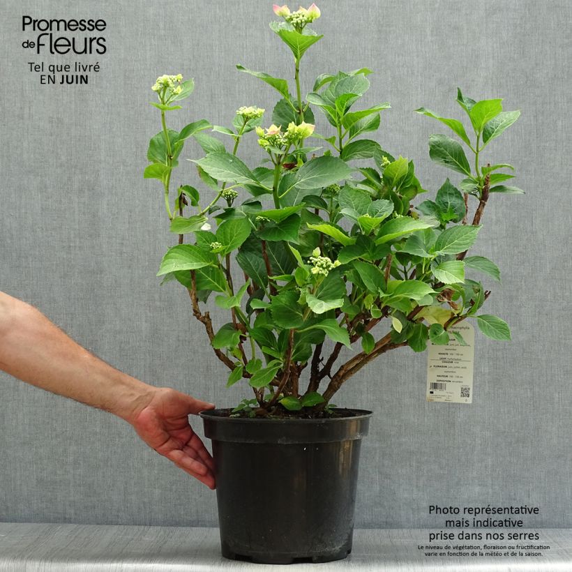 Exemplaar van Hydrangea macrophylla Teller Pink - Schermhortensia Pot van 7,5 l/10 l zoals geleverd in de zomer