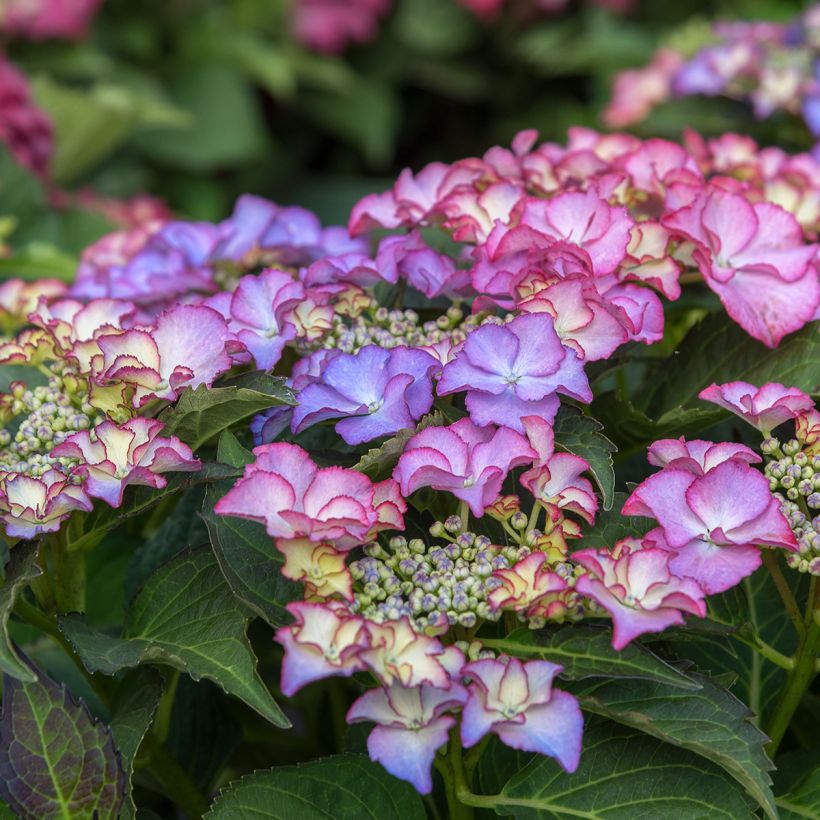 Hydrangea macrophylla Tiffany - Bolhortensia (Bloei)