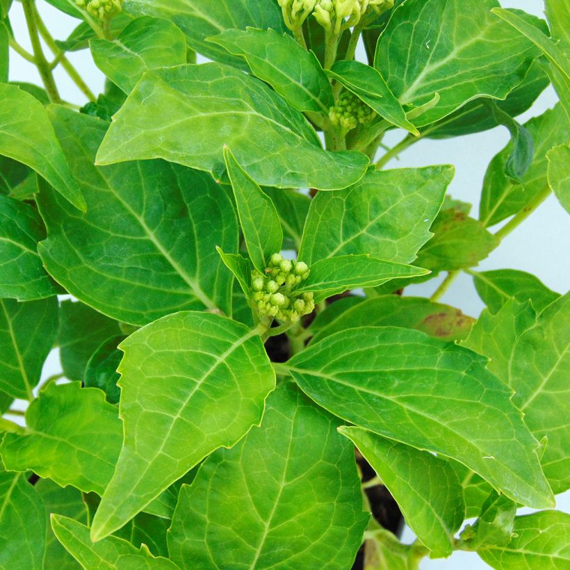 Hydrangea macrophylla Tovelit - Bolhortensia (Blad)