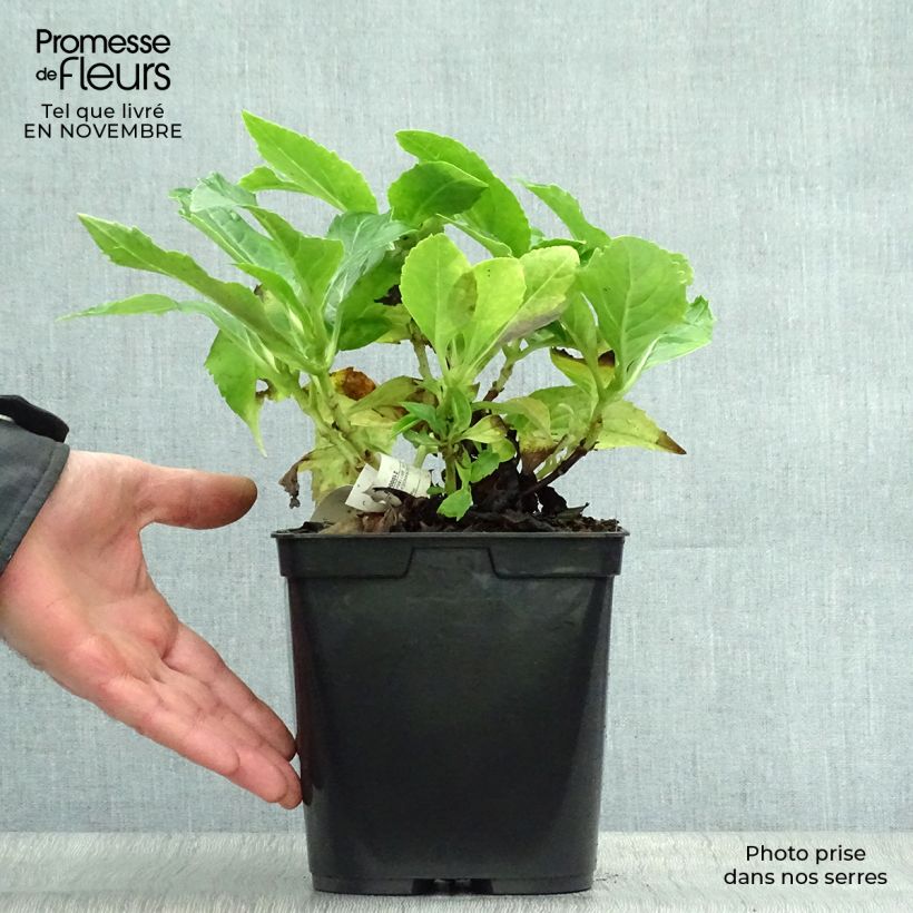 Exemplaar van Hydrangea macrophylla Tovelit - Bolhortensia Pot van 2 l/3 l zoals geleverd in de herfst
