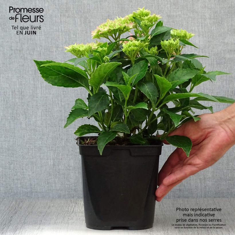 Exemplaar van Hydrangea macrophylla Tovelit - Bolhortensia Pot van 2 l/3 l zoals geleverd in de zomer