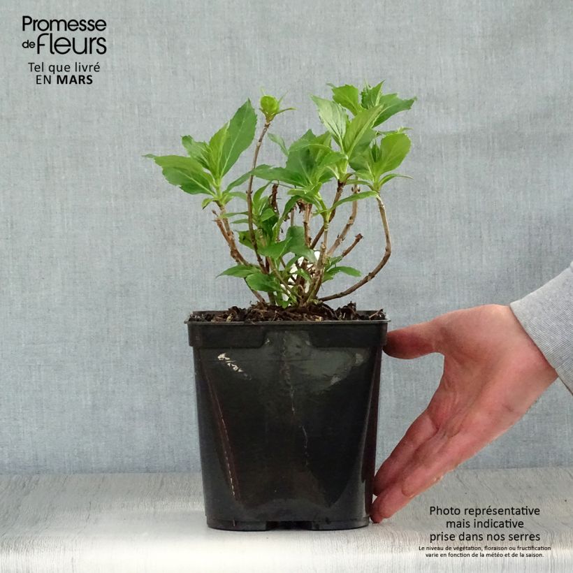 Exemplaar van Hydrangea macrophylla Tovelit - Bolhortensia Pot van 2 l/3 l zoals geleverd in de lente