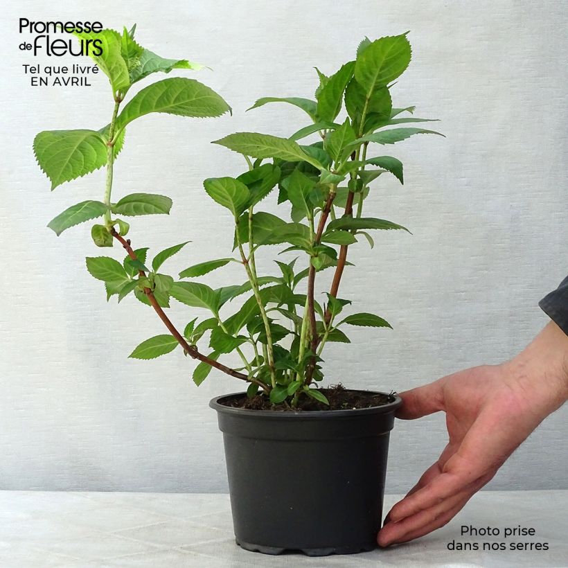 Exemplaar van Hydrangea macrophylla Veitchii - Schermhortensia Pot van 2 l/3 l zoals geleverd in de lente