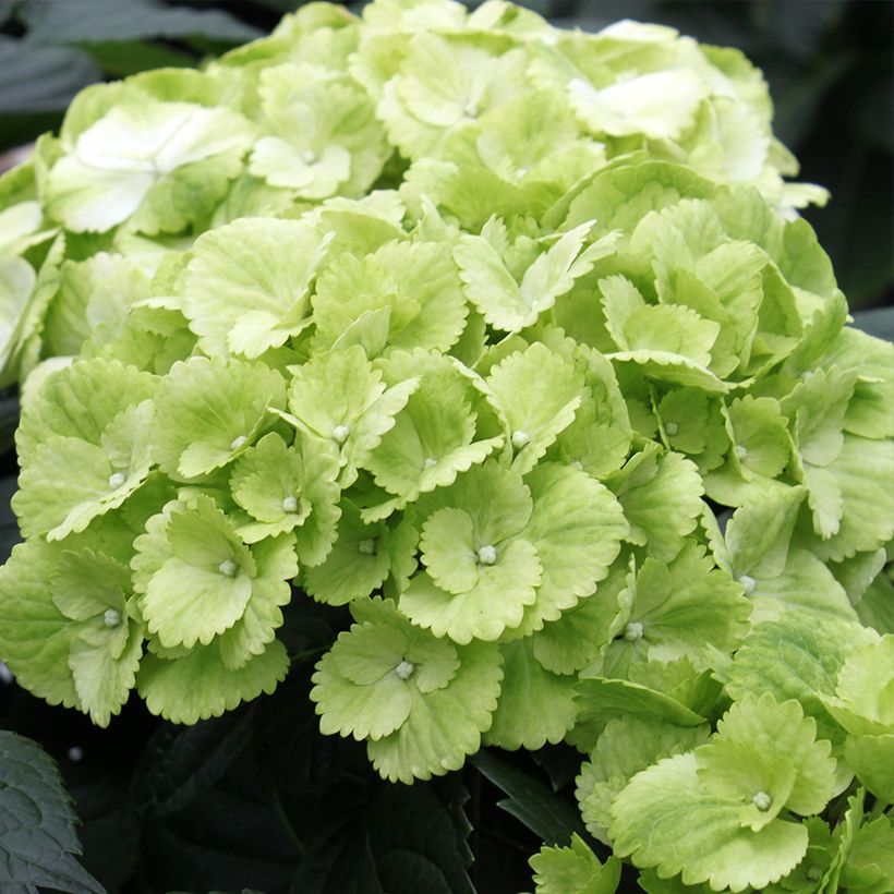 Hydrangea macrophylla Verdi - Bolhortensia (Bloei)