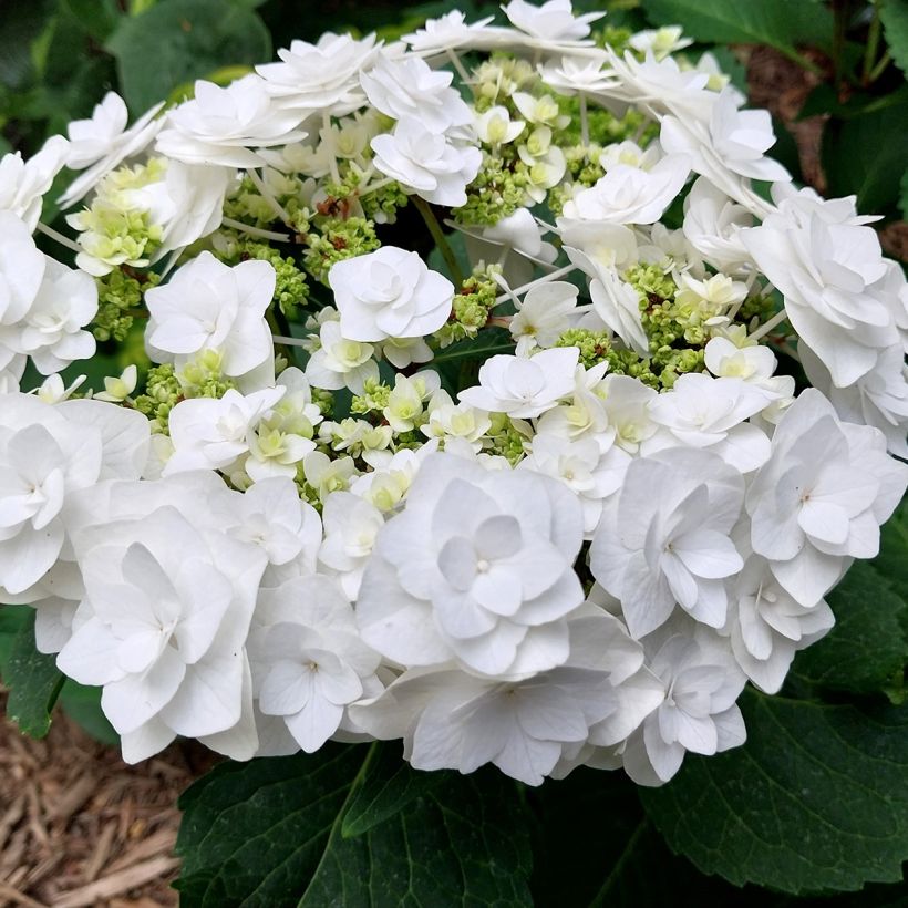 Hydrangea macrophylla Wedding Gown - Schermhortensia (Bloei)