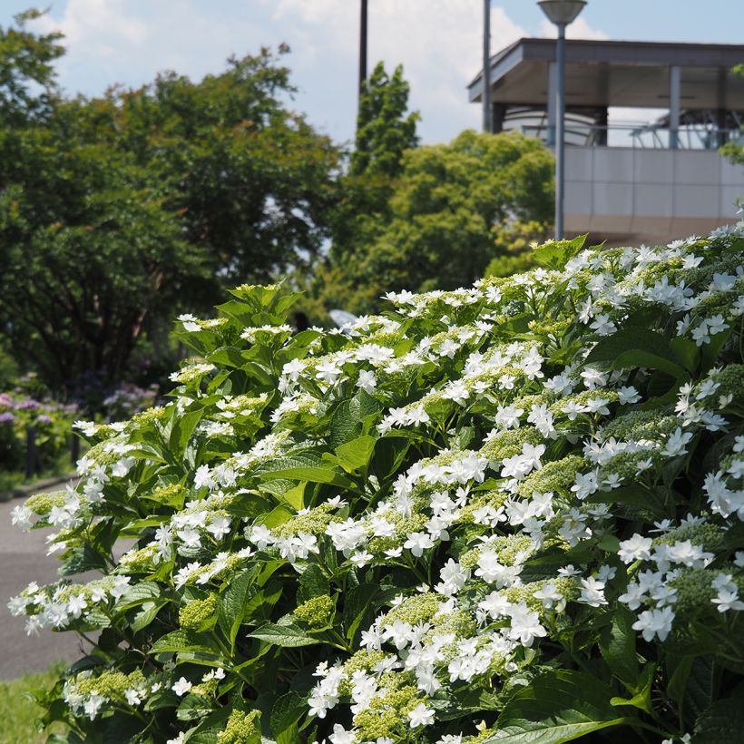 Hydrangea macrophylla Wedding Gown - Schermhortensia (Groeiplaats)