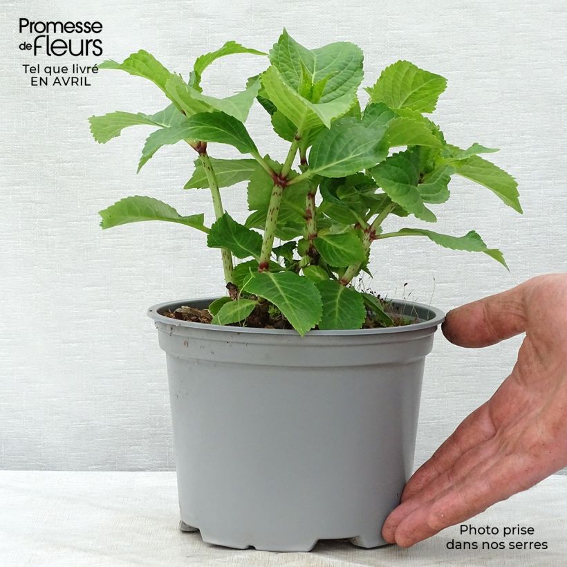 Exemplaar van Hydrangea macrophylla Wedding Gown - Schermhortensia Pot van 1,5 l/2 l zoals geleverd in de lente