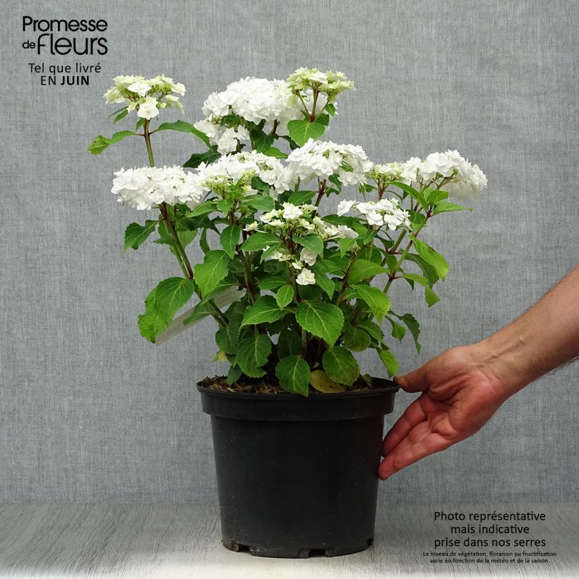 Exemplaar van Hydrangea macrophylla Wedding Gown - Schermhortensia Pot van 4 l/5 l zoals geleverd in de zomer