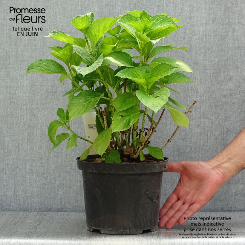 Exemplaar van Hydrangea macrophylla Xian - Bolhortensia Pot van 4 l/5 l zoals geleverd in de zomer