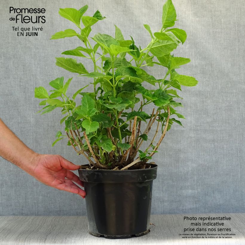 Exemplaar van Hydrangea macrophylla Xian - Bolhortensia Pot van 7,5 l/10 l zoals geleverd in de zomer