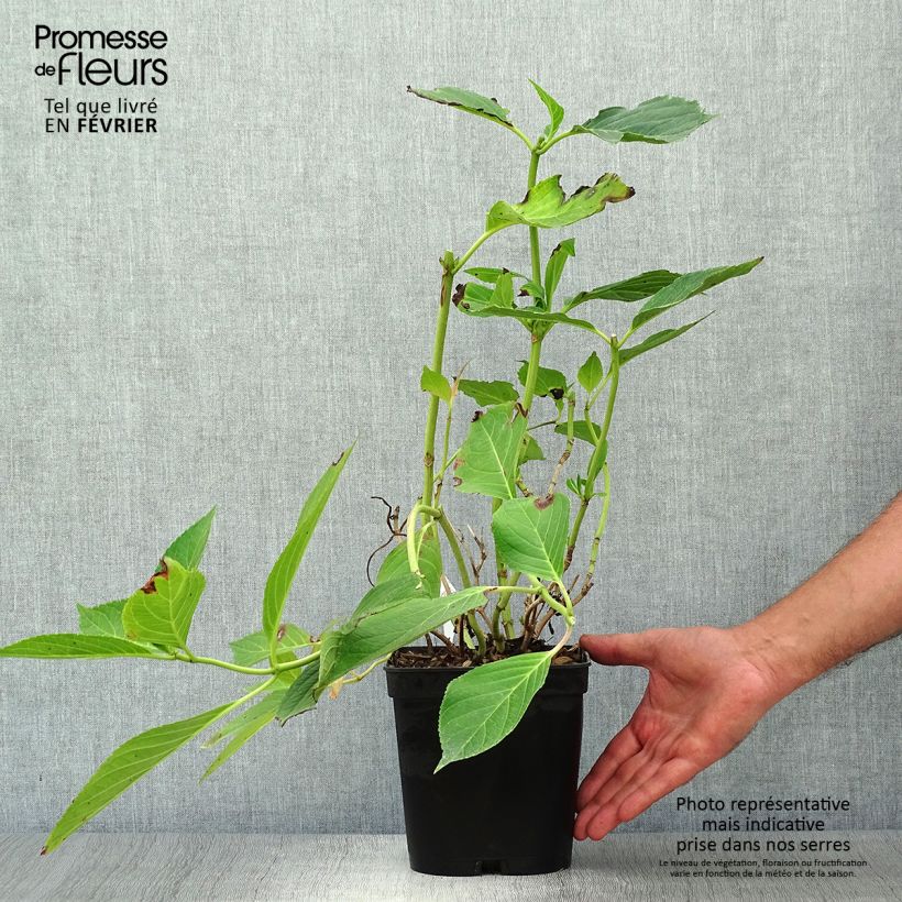 Exemplaar van Hydrangea macrophylla Yamato - Bolhortensia Pot van 2 l/3 l zoals geleverd in de herfst