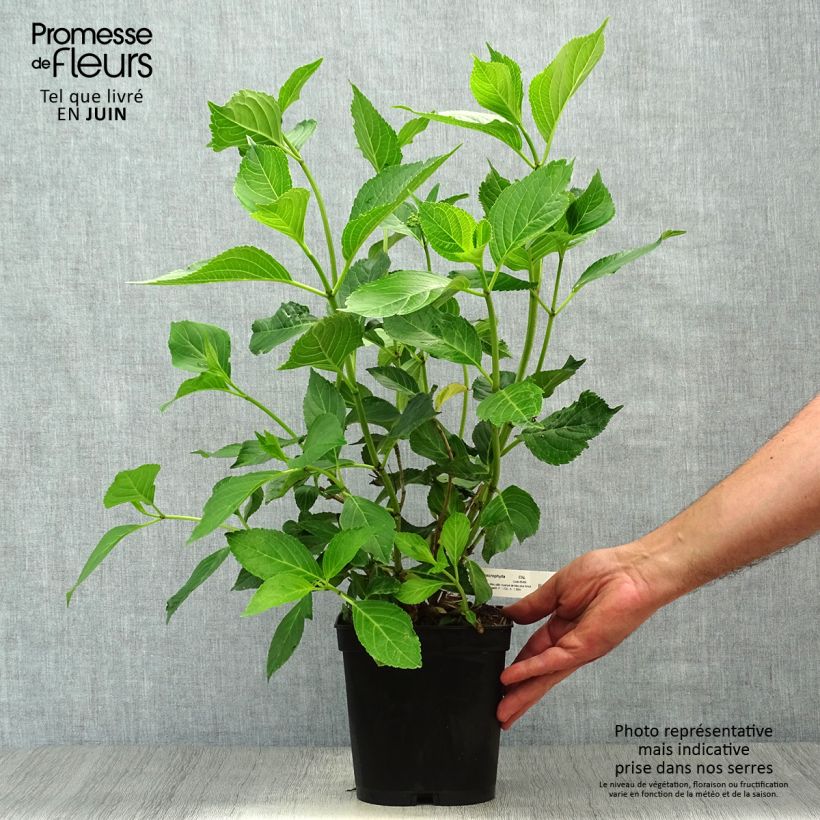 Exemplaar van Hydrangea macrophylla Yamato - Bolhortensia Pot van 2 l/3 l zoals geleverd in de zomer