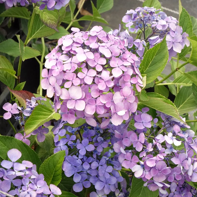 Hydrangea macrophylla Yamato - Bolhortensia (Bloei)