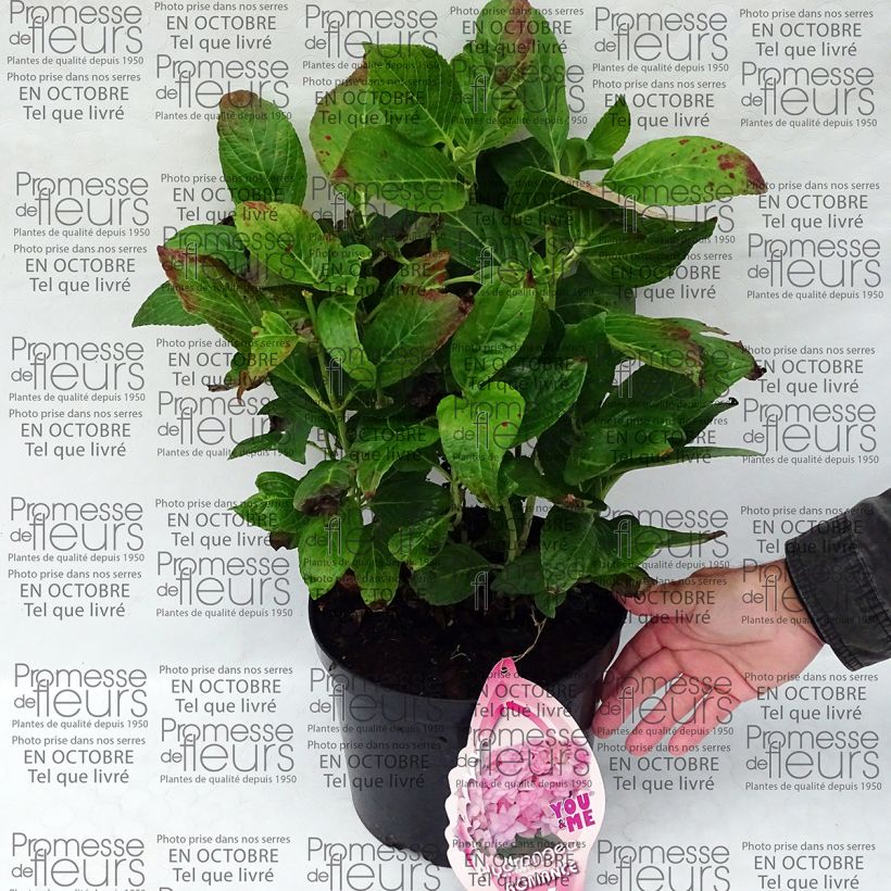 Voorbeeld van een exemplaar van Hydrangea macrophylla You and Me Romance - Bolhortensia Pot van 4 l/5 l zoals geleverd