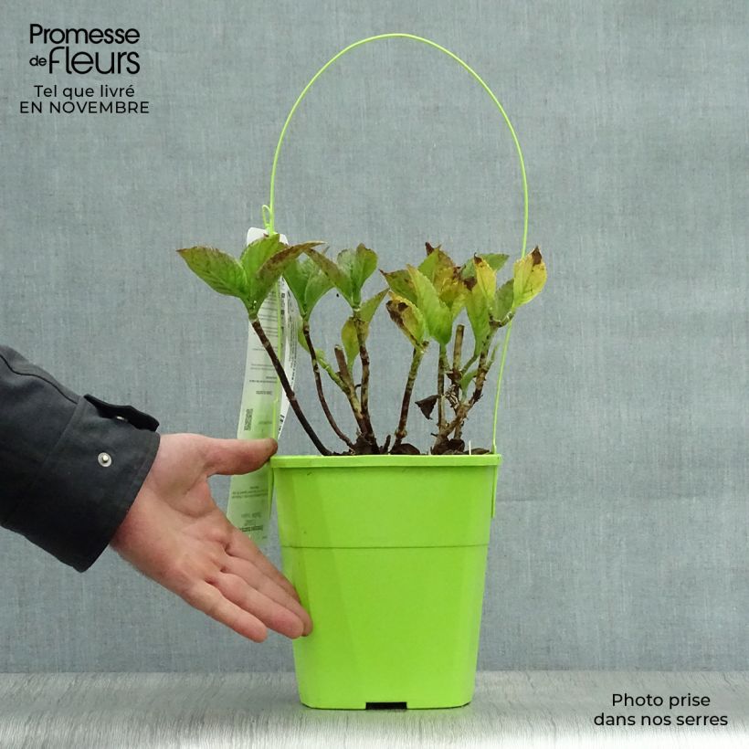 Exemplaar van Hydrangea macrophylla You and Me Together - Bolhortensia Pot van 3 l/4 l zoals geleverd in de herfst