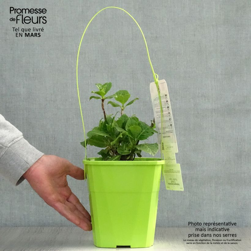 Exemplaar van Hydrangea macrophylla You and Me Together - Bolhortensia Pot van 3 l/4 l zoals geleverd in de lente