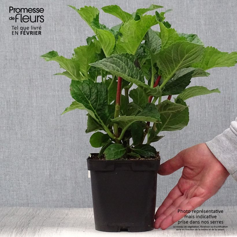 Exemplaar van Hydrangea macrophylla Zorro blauw - Schermhortensia Pot van 2 l/3 l zoals geleverd in de herfst