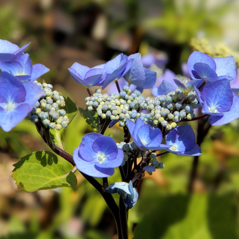 Hydrangea macrophylla Zorro blauw - Schermhortensia (Bloei)