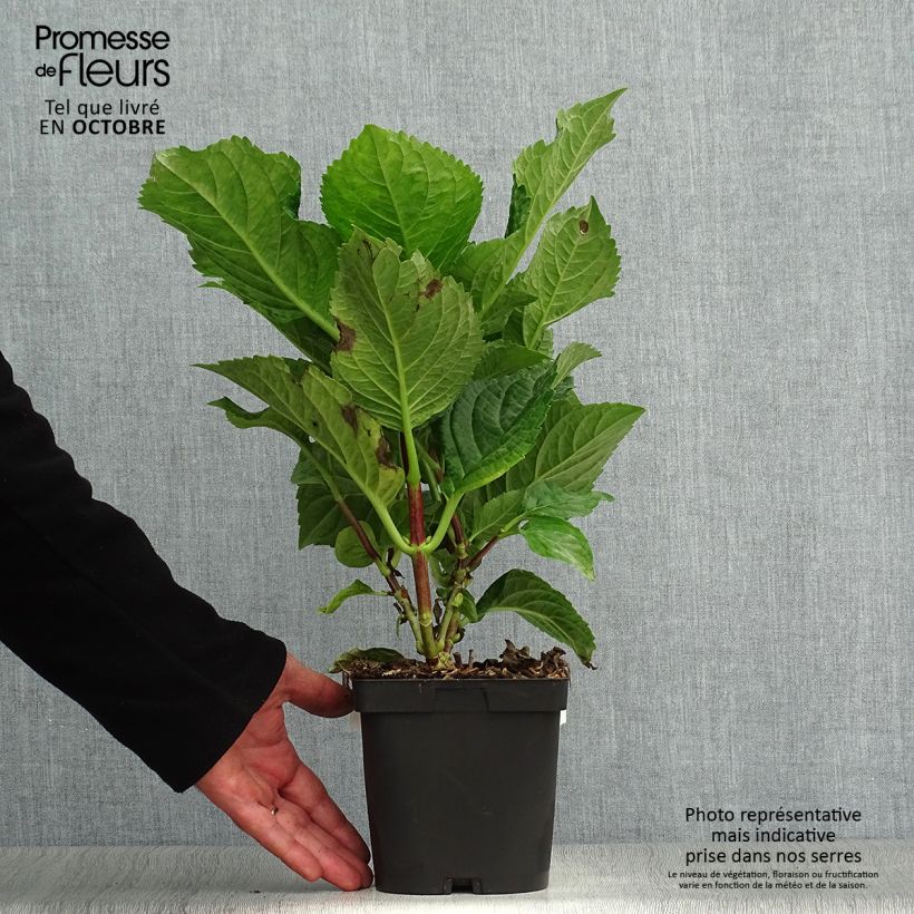 Exemplaar van Hydrangea macrophylla Zorro - Schermhortensia roze Pot van 2 l/3 l zoals geleverd in de herfst