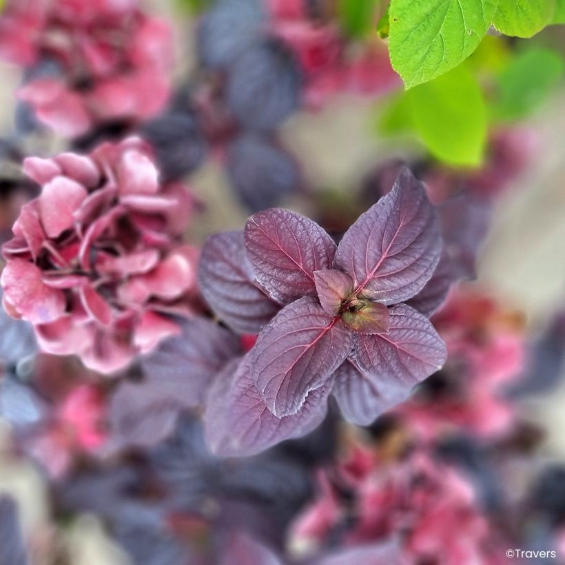 Hortensia - Hydrangea macrophylla x serrata Black Velvet Darbi (Blad)