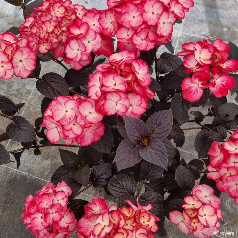 Hortensia - Hydrangea macrophylla x serrata Black Velvet Darbi (Bloei)