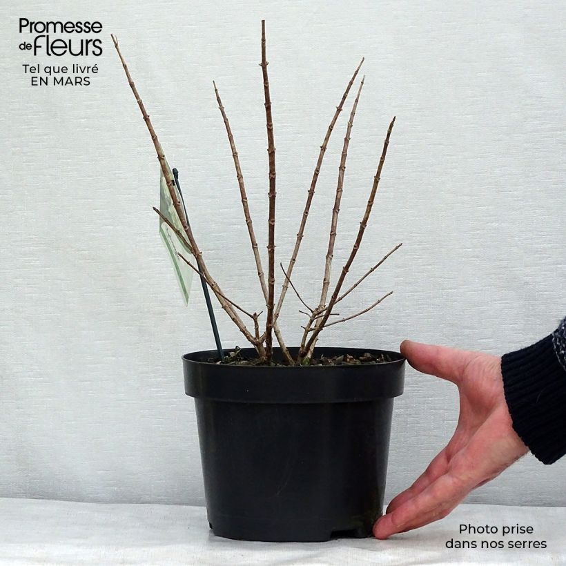 Example of Hydrangea paniculata Bobo - Dwergpluimhortensia Pot van 3 l/4 l as you get in printemps