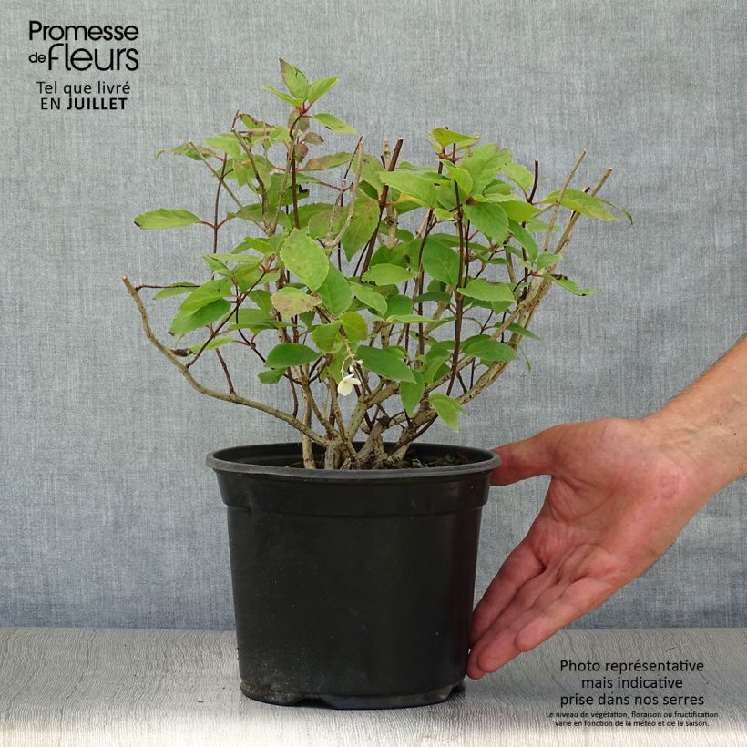 Exemplaar van Hydrangea paniculata Bombshell - Pluimhortensia Pot van 2 l/3 l zoals geleverd in de zomer
