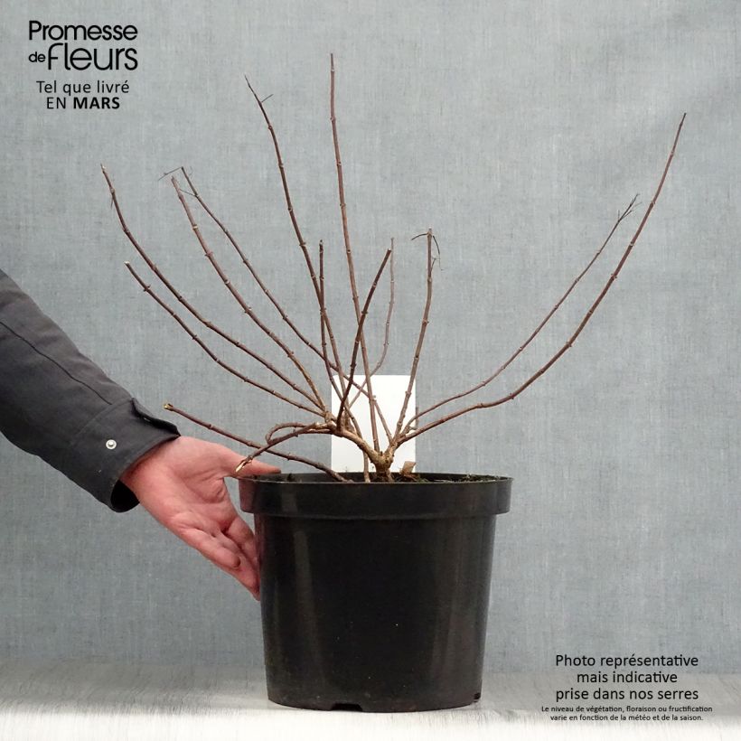 Exemplaar van Hydrangea paniculata Diamant Rouge - Pluimhortensia Pot van 7,5 l/10 l, Struik zoals geleverd in de lente