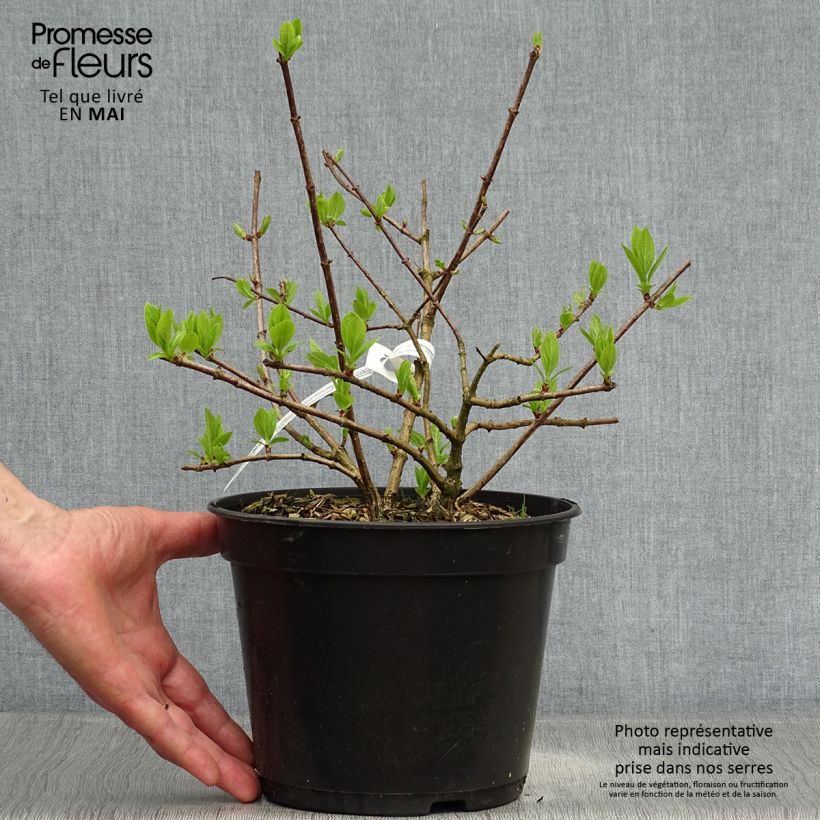 Exemplaar van Hydrangea paniculata Diamant Rouge - Pluimhortensia Pot van 2 l/3 l, Struik zoals geleverd in de lente
