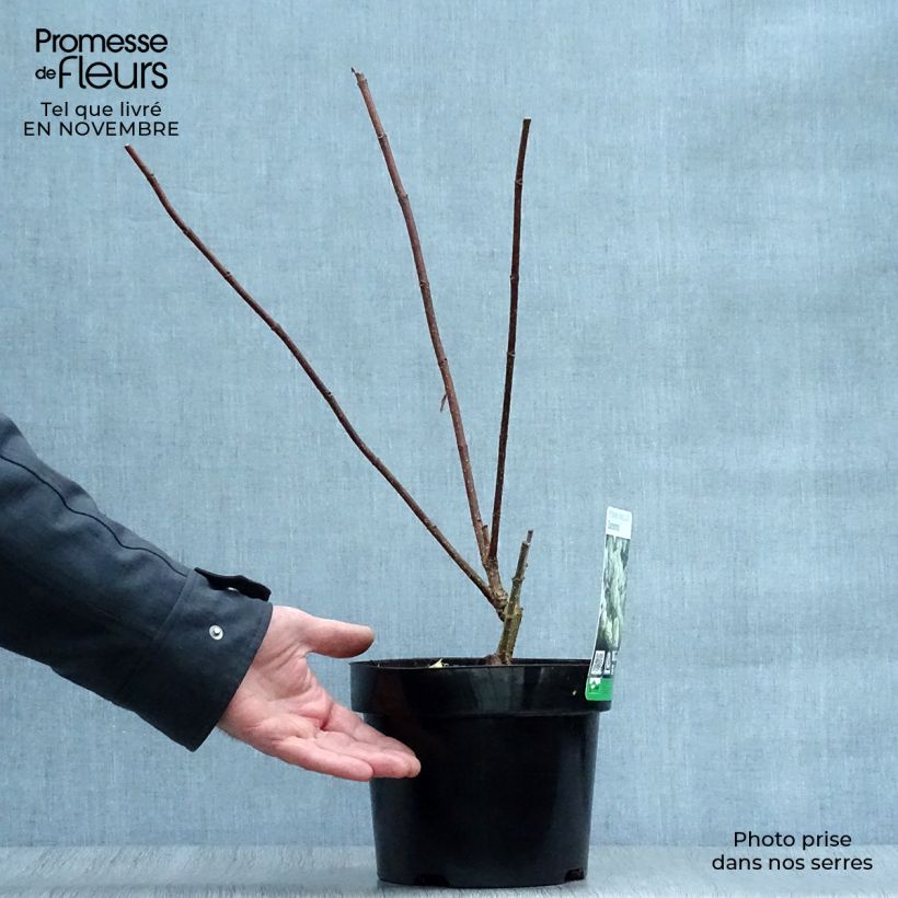 Exemplaar van Hydrangea paniculata Diamantino - Pluimhortensia Pot van 3 l/4 l zoals geleverd in de herfst