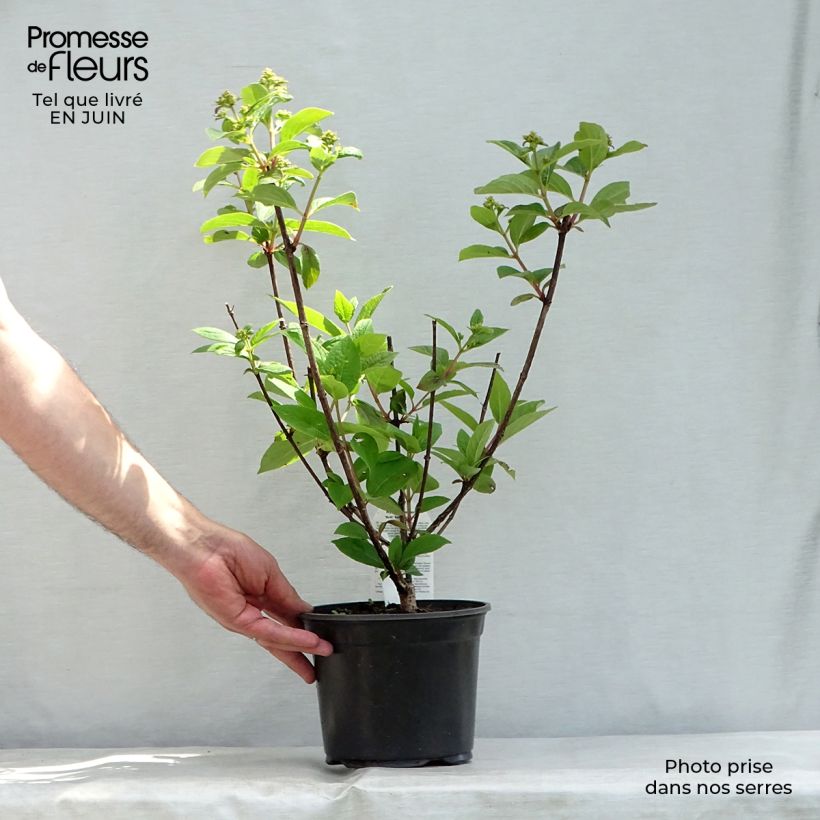 Exemplaar van Hydrangea paniculata Early Sensation - Pluimhortensia Pot van 3 l/4 l zoals geleverd in de zomer