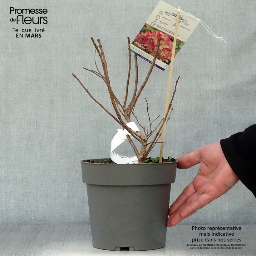 Exemplaar van Hydrangea paniculata Graffiti - Pluimhortensia Pot van 4 l/5 l zoals geleverd in de lente