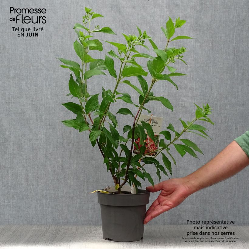 Exemplaar van Hydrangea paniculata Graffiti - Pluimhortensia Pot van 4 l/5 l zoals geleverd in de zomer
