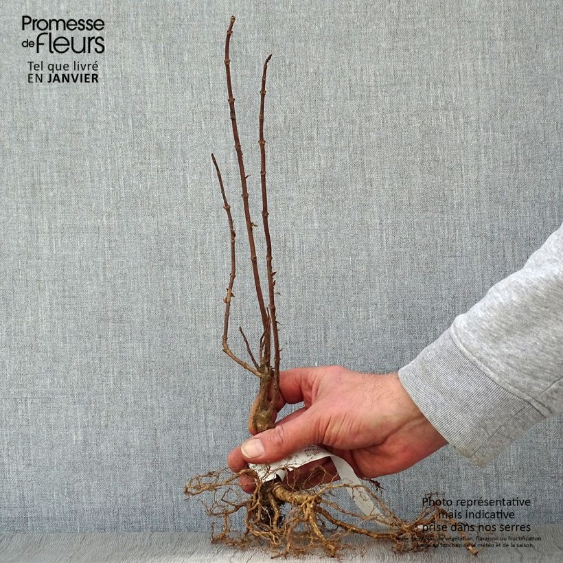 Exemplaar van Hydrangea paniculata Grandiflora - Pluimhortensia Naakte wortel zoals geleverd in de winter